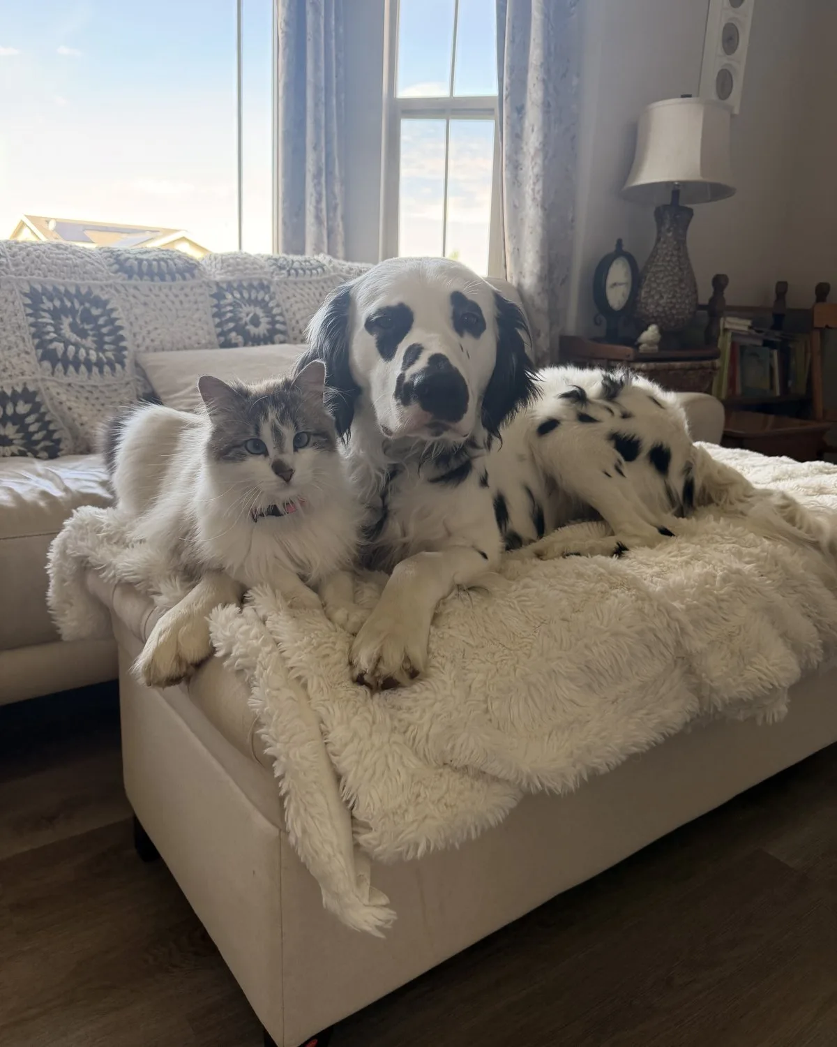 Bear the Dalmatian and Charlotte the cat at home
