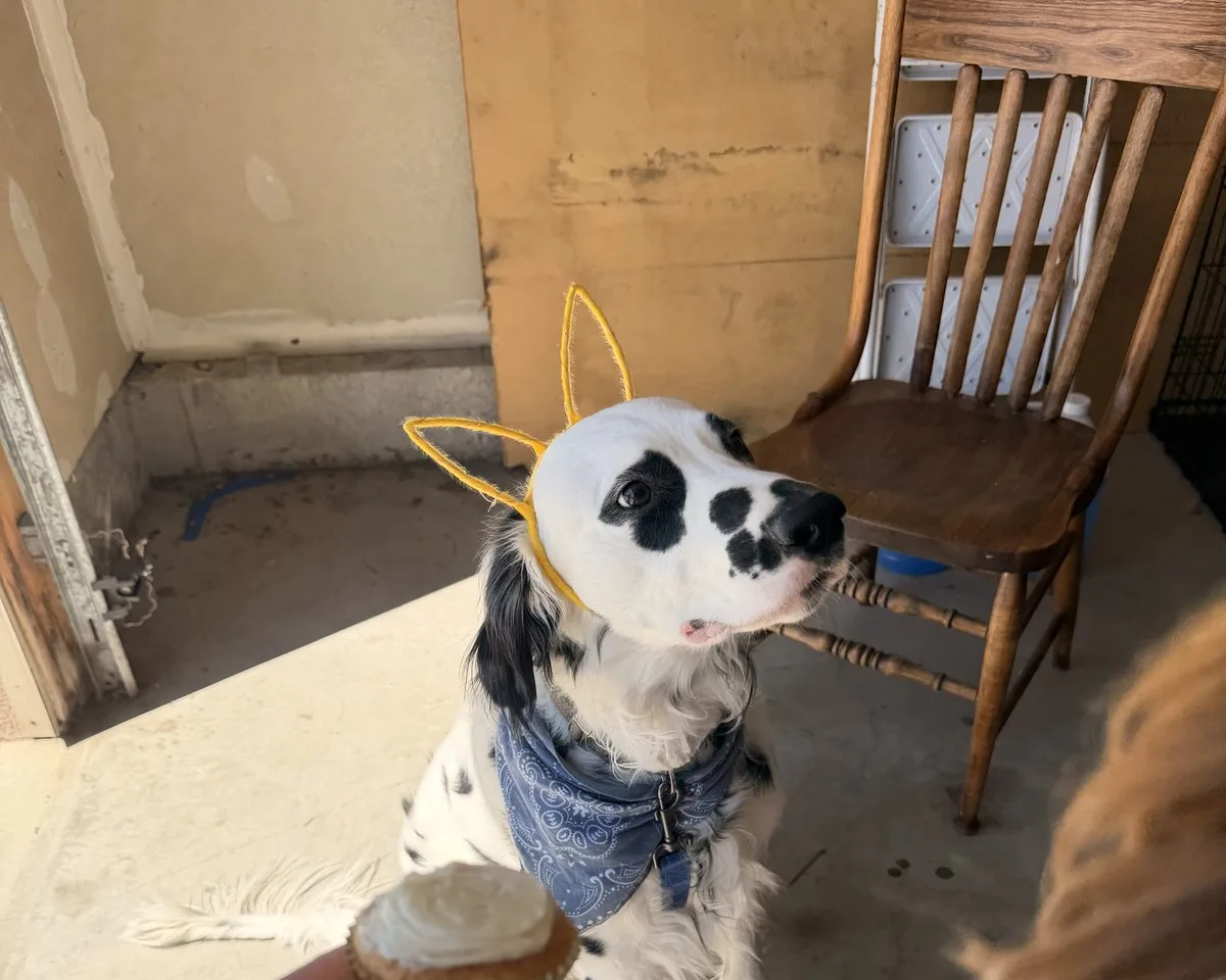 Bear the Dalmatian mid-training session