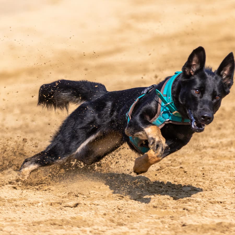 Border Collie
