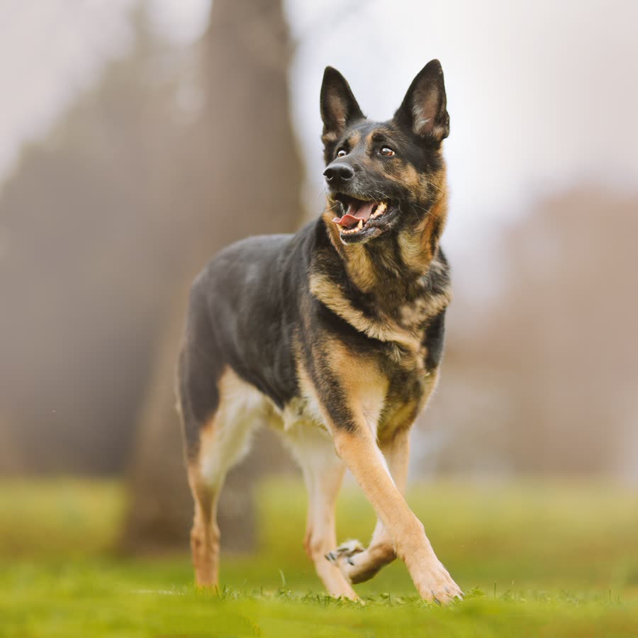 German Shepherd