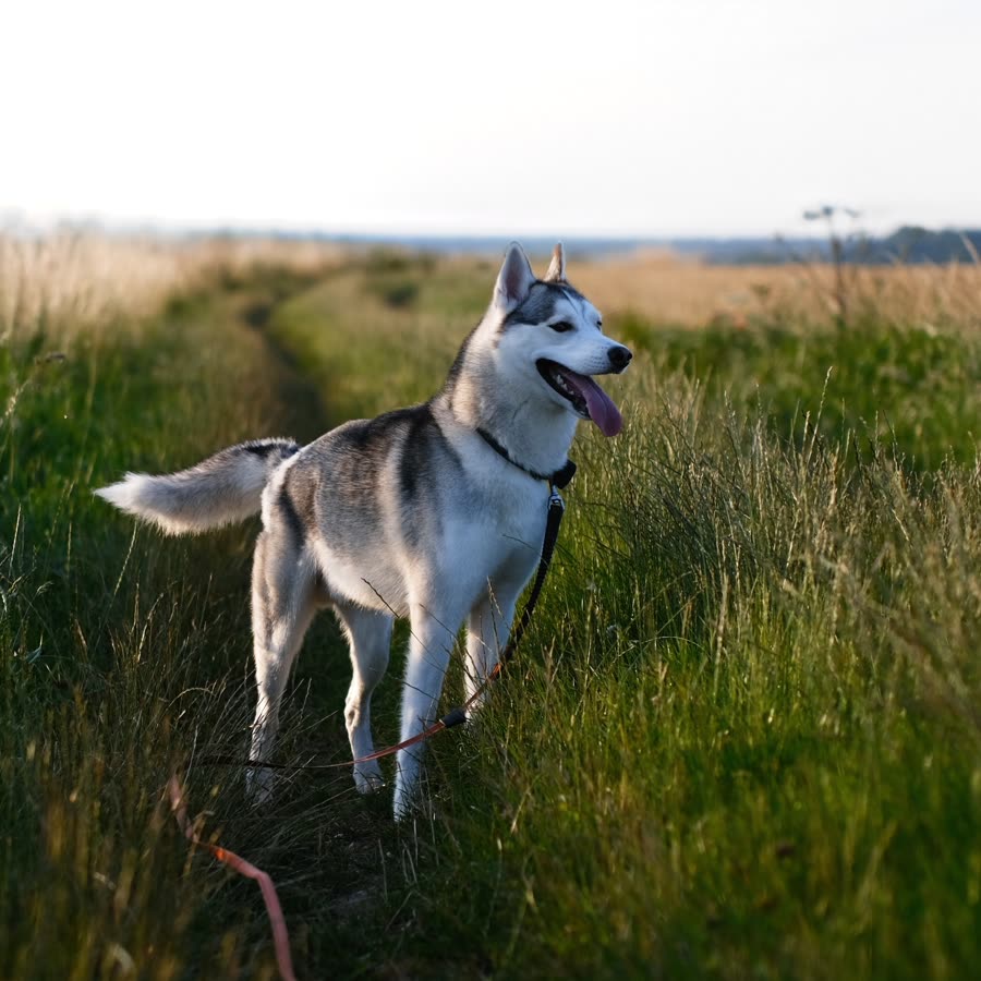 Husky
