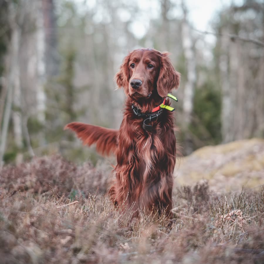 Setter