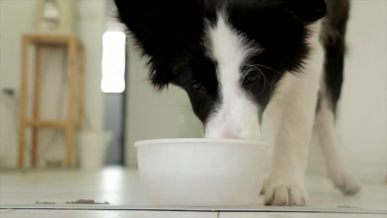 Fresh plant-based ingredients for homemade dog food