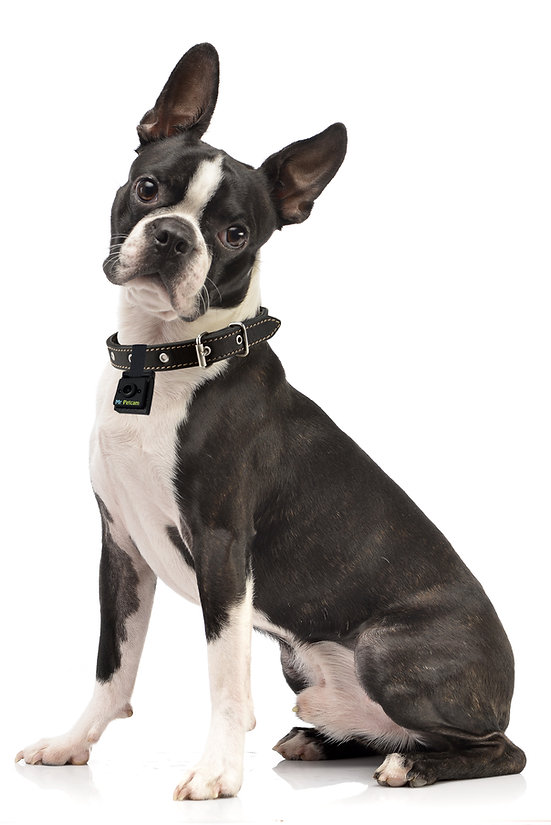 Dog wearing the MrPetcam on its collar
