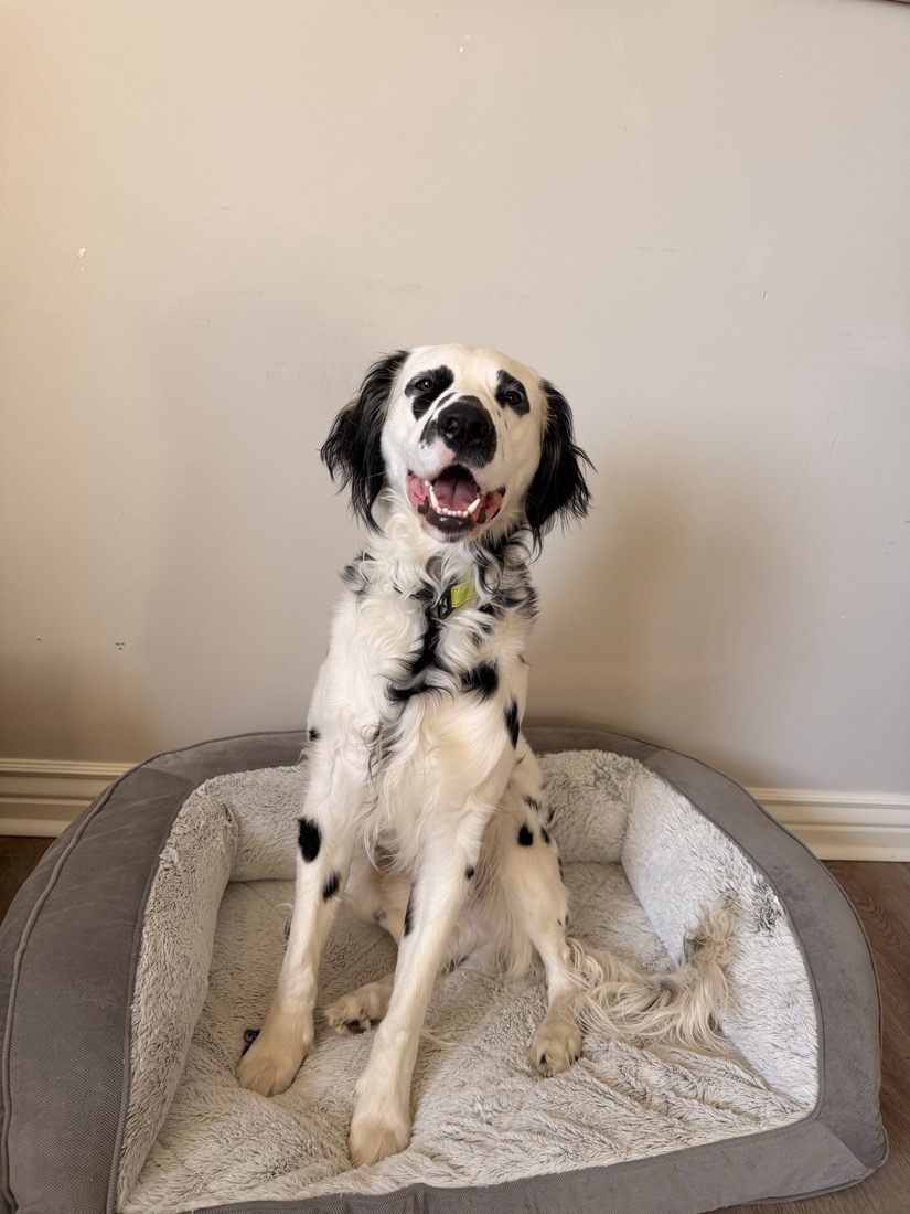 Bear the Dalmatian sitting on the Serta orthopedic quilted couch dog bed