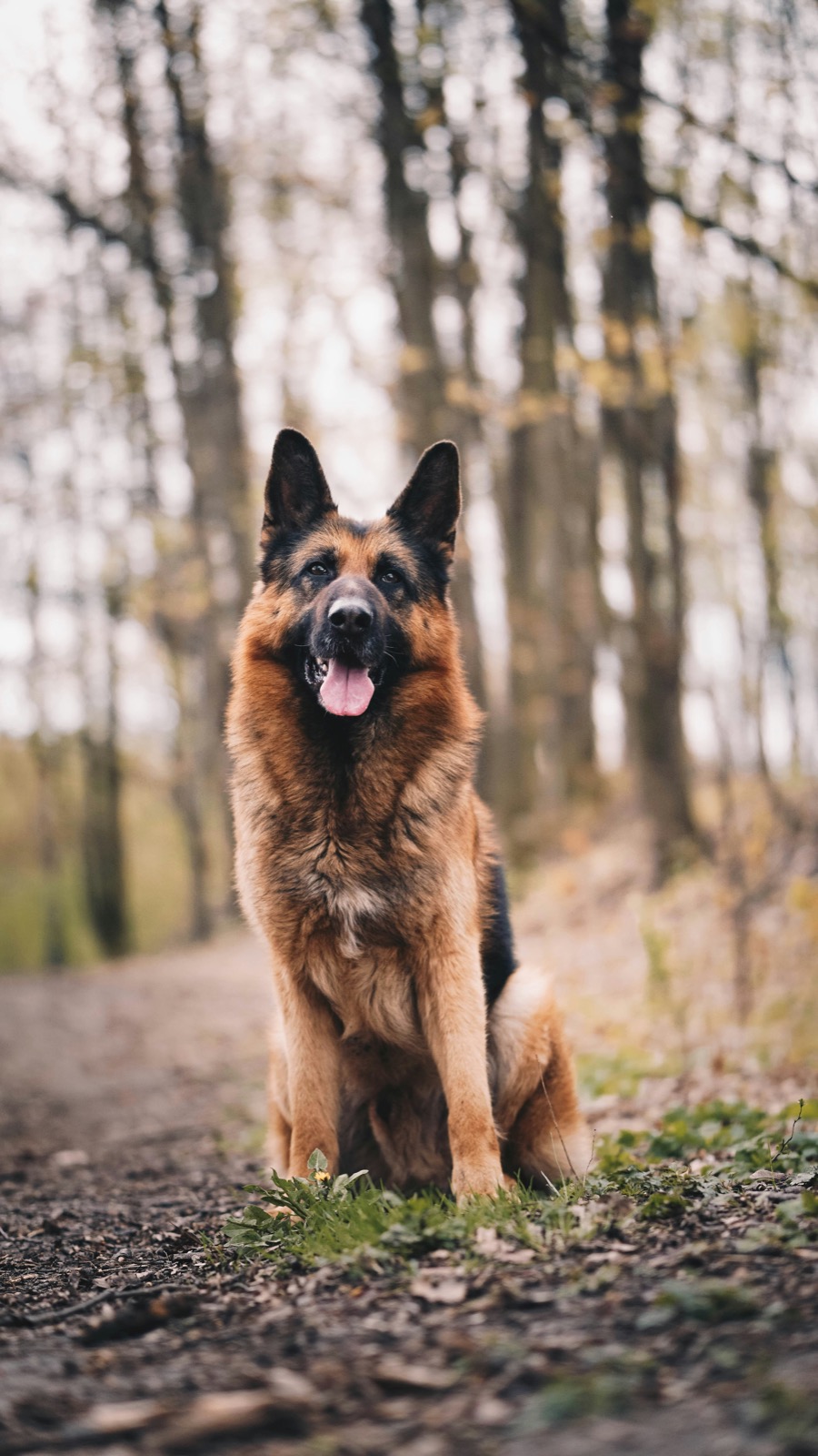 Can Dogs Eat Watermelon? Benefits, Seeds & Serving Tips