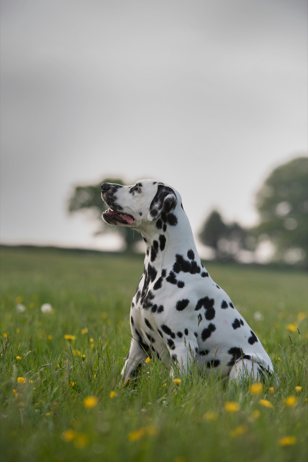 Human Foods Toxic to Dogs: What's Dangerous & Safe Swaps!