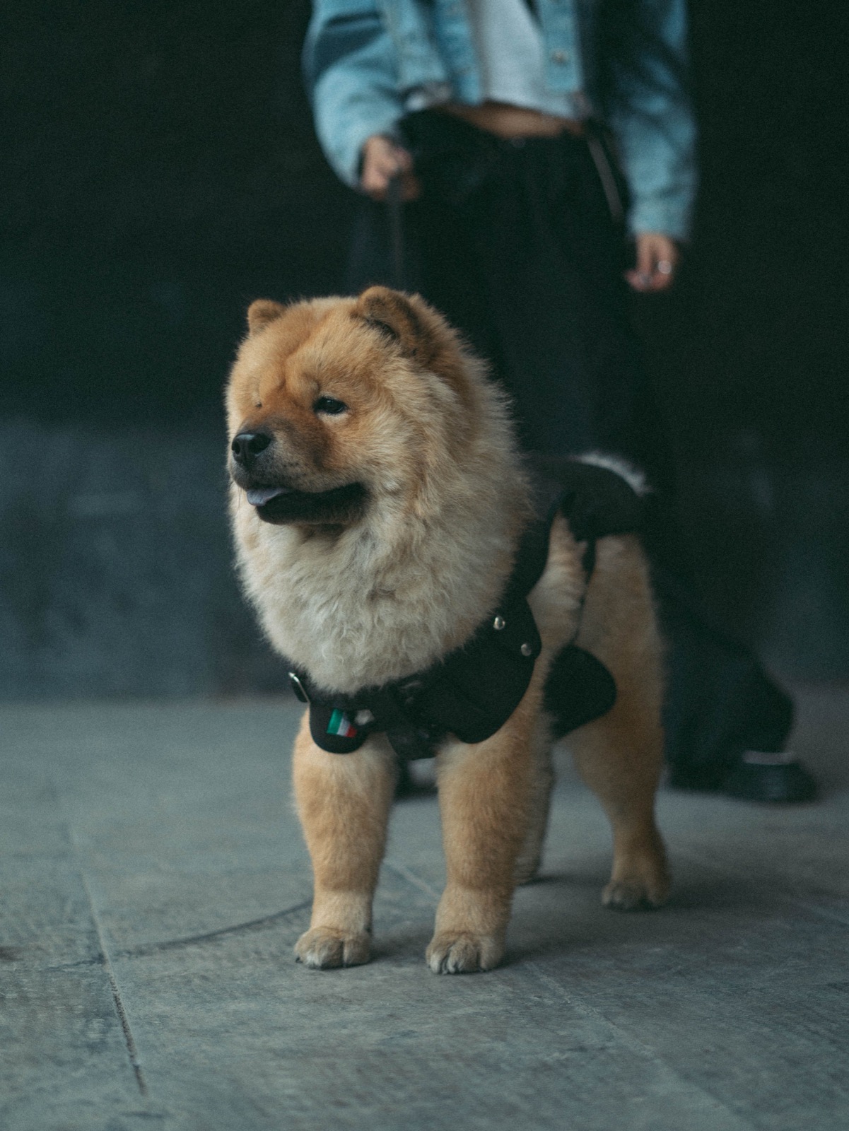 Crate Training a Puppy: A Gentle 7-Day Plan