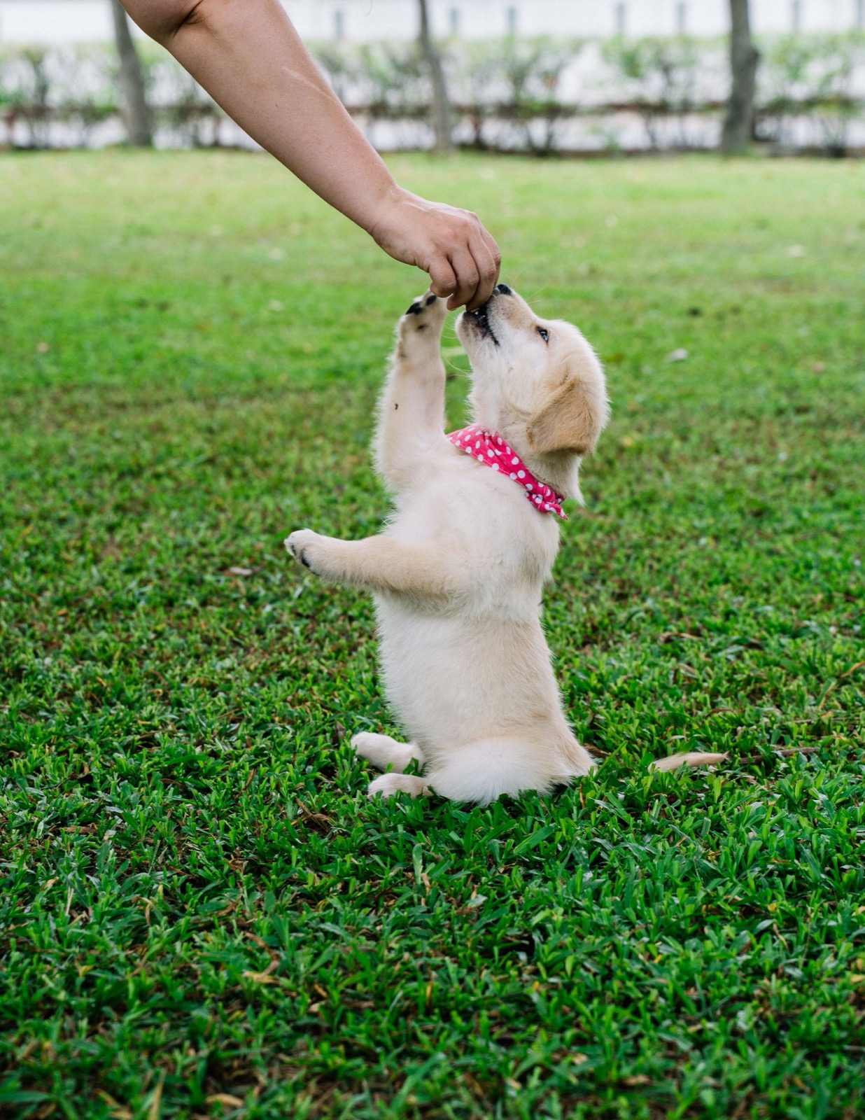 How to Train a Puppy: A Gentle Week-by-Week Guide