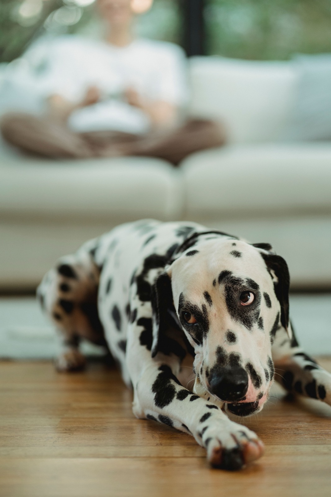 Homemade Pumpkin Dog Biscuits: An Easy 5-Ingredient Recipe