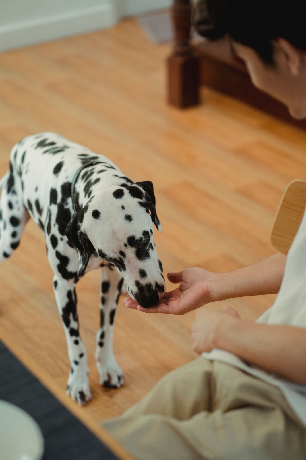 Can Dogs Eat Pumpkin? Benefits, Portions & an Easy Recipe
