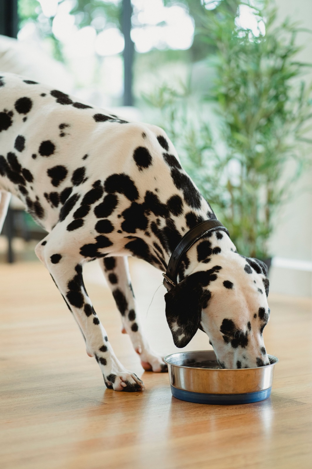 3-Ingredient Peanut Butter Dog Treats (No-Fail Recipe)