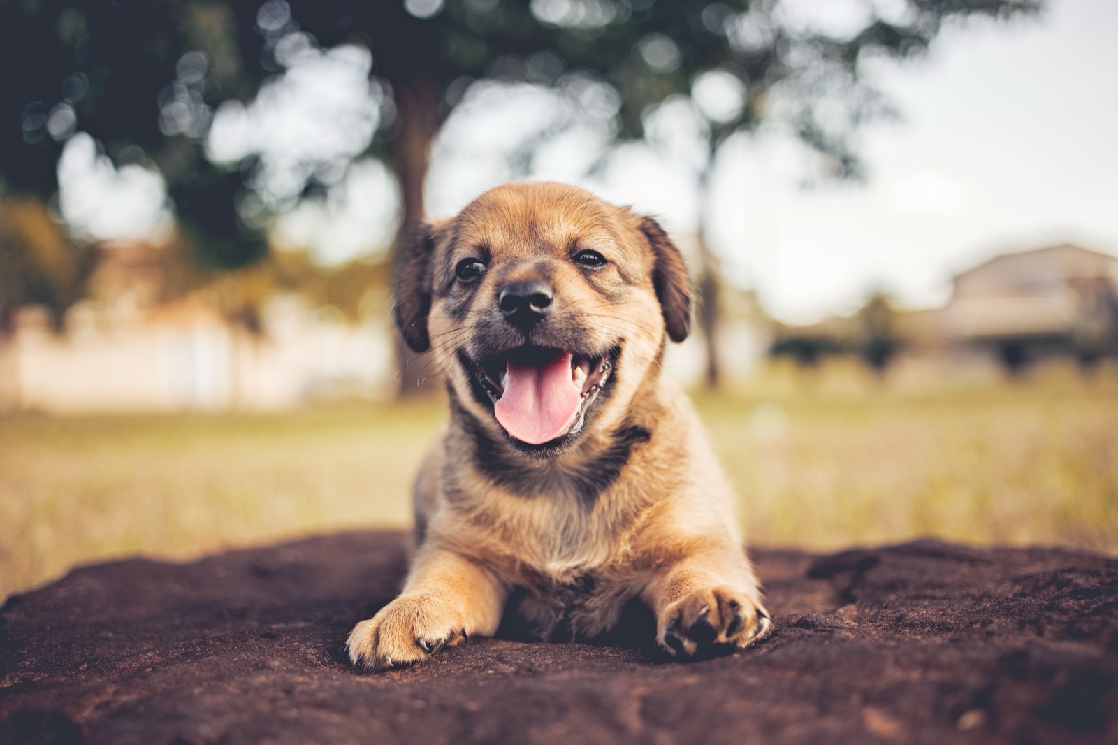 Dog-Friendly Summer Activities Your Pup Will Actually Love