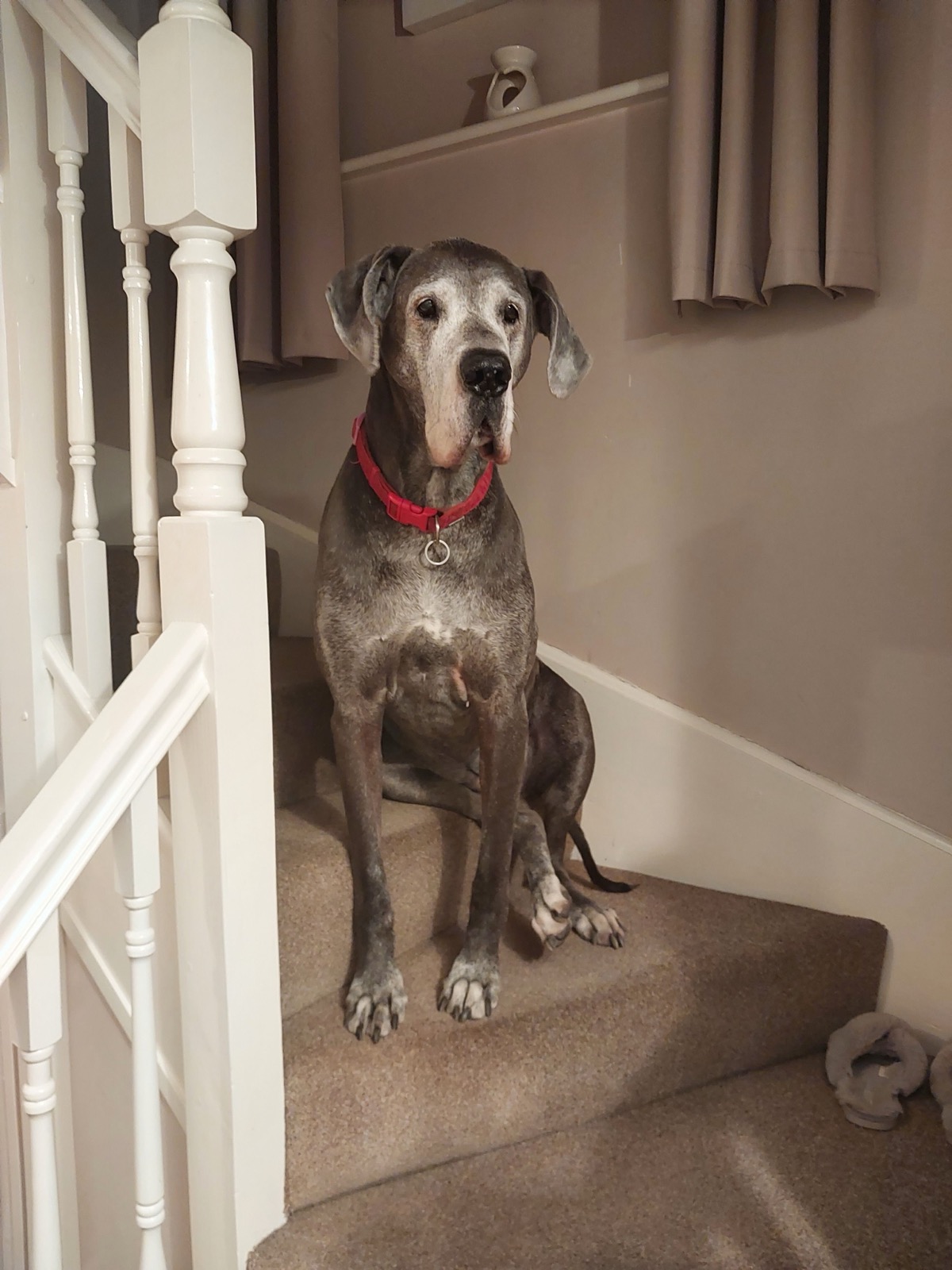 Can Dogs Eat Peanut Butter? Safe Brands, Portions & Warnings