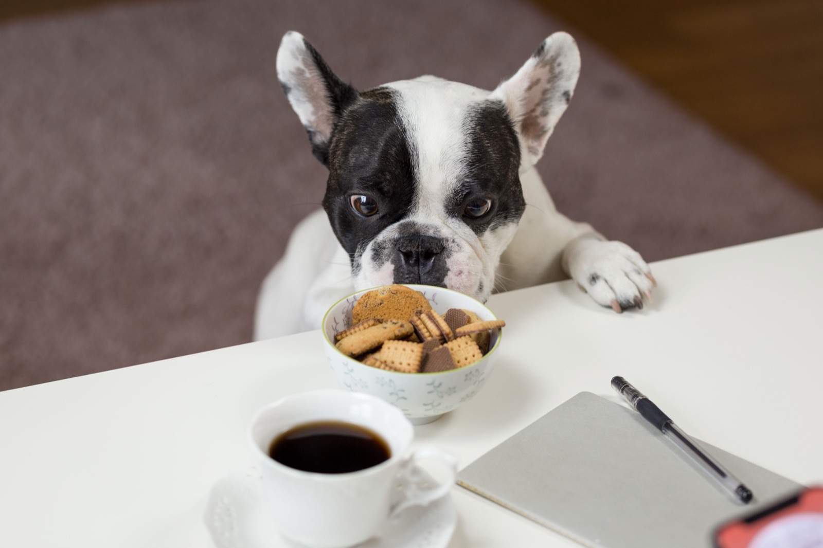 Can Dogs Eat Eggs? Cooked vs Raw, Portions & Benefits