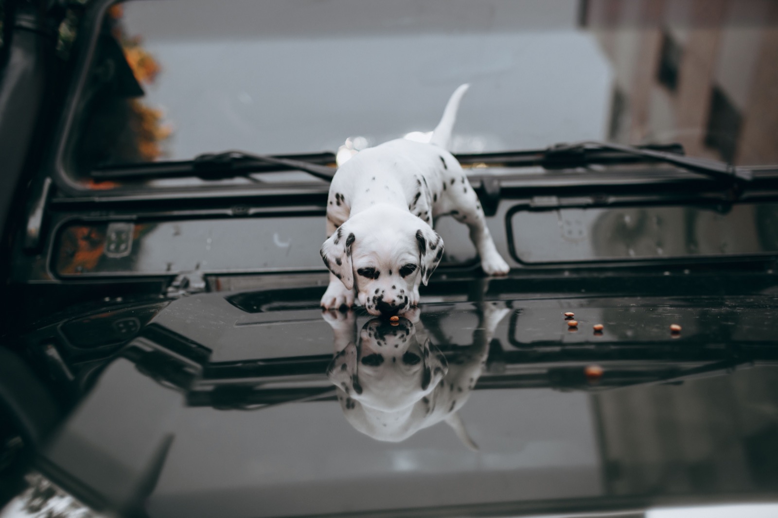 Can Dogs Eat Carrots? Benefits, Portions & Serving Ideas