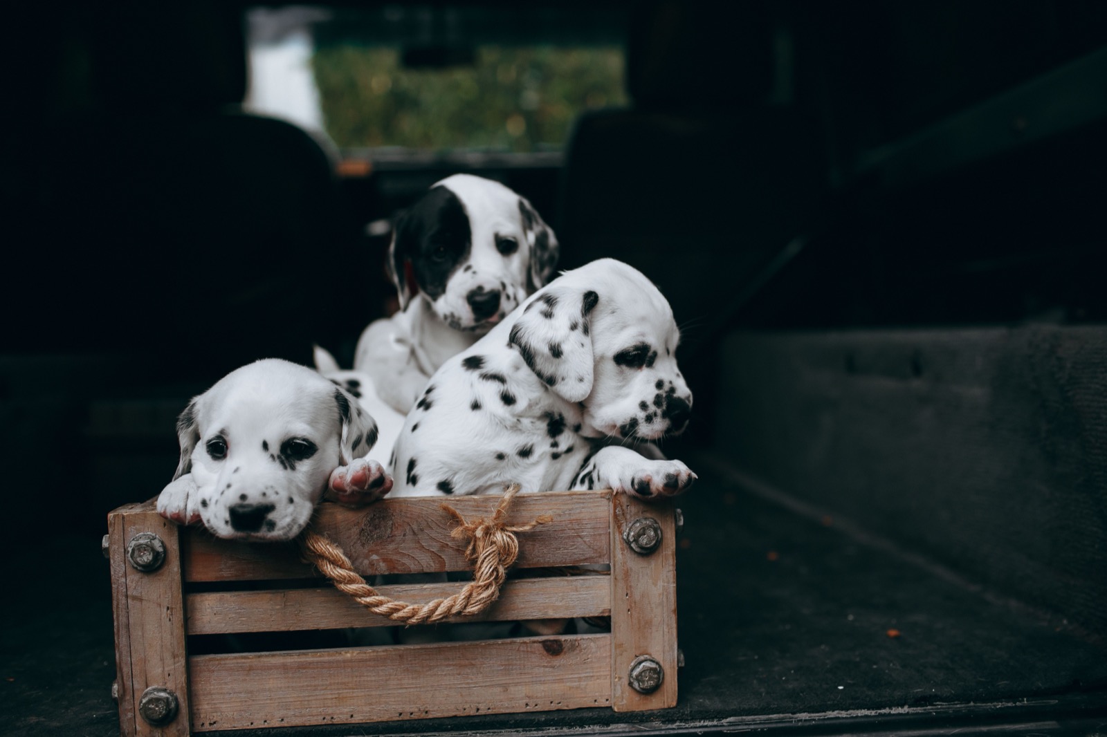 Crate Training a Puppy Without the Crying: A Gentle Guide