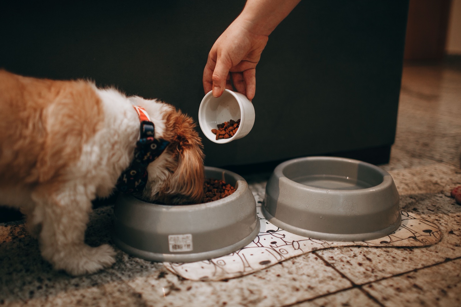 Can Dogs Eat Strawberries? Benefits, Portions & Risks