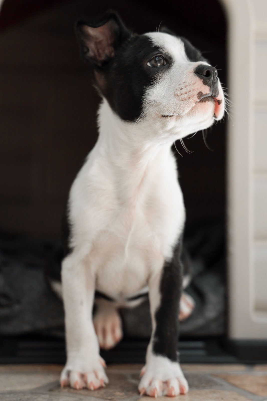 Stop Leash Pulling: Gentle Solutions for a Relaxing Walk