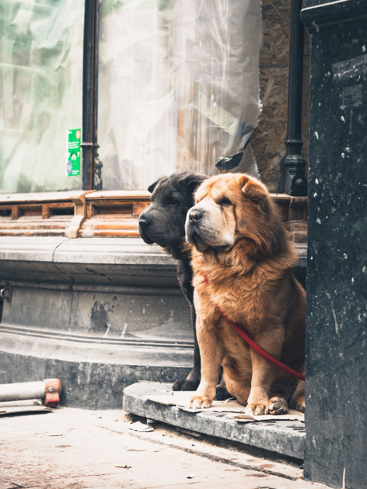 New Puppy Checklist: Everything You Need the First Week