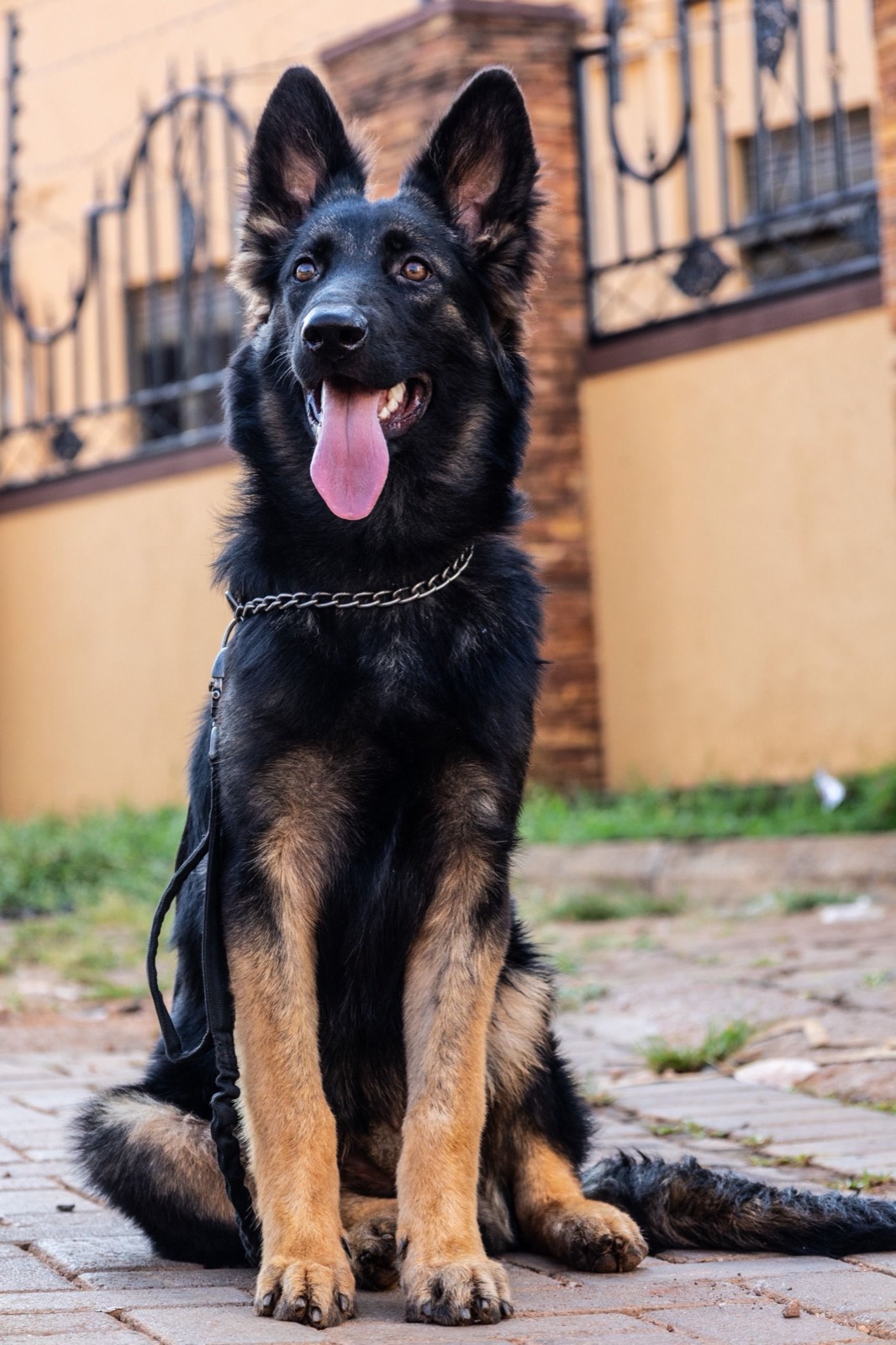 Can Dogs Eat Apples? Benefits, Seeds Warning & Portions