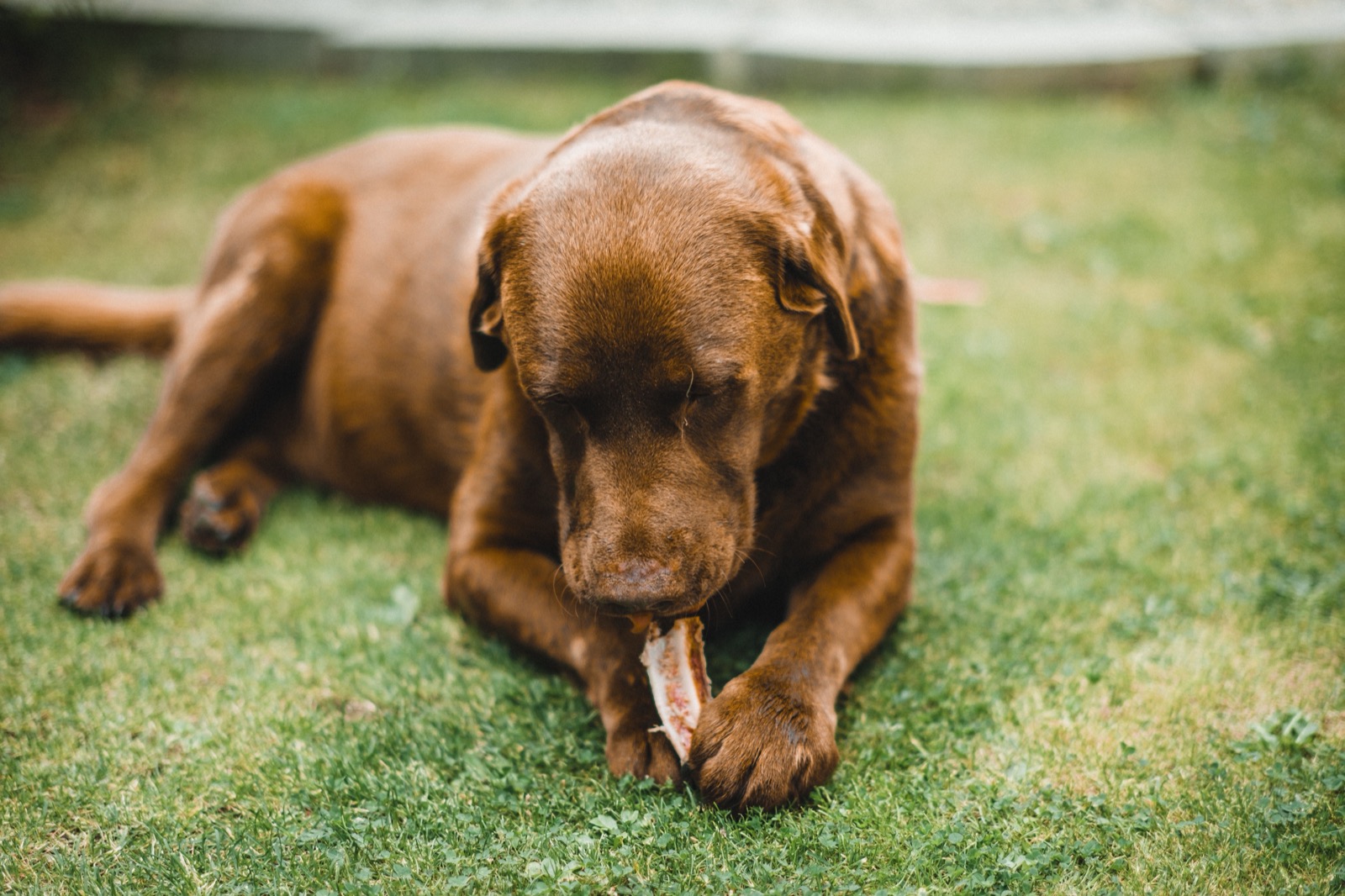 Introducing a New Dog to Your Cat: A Calm, Step-by-Step Plan