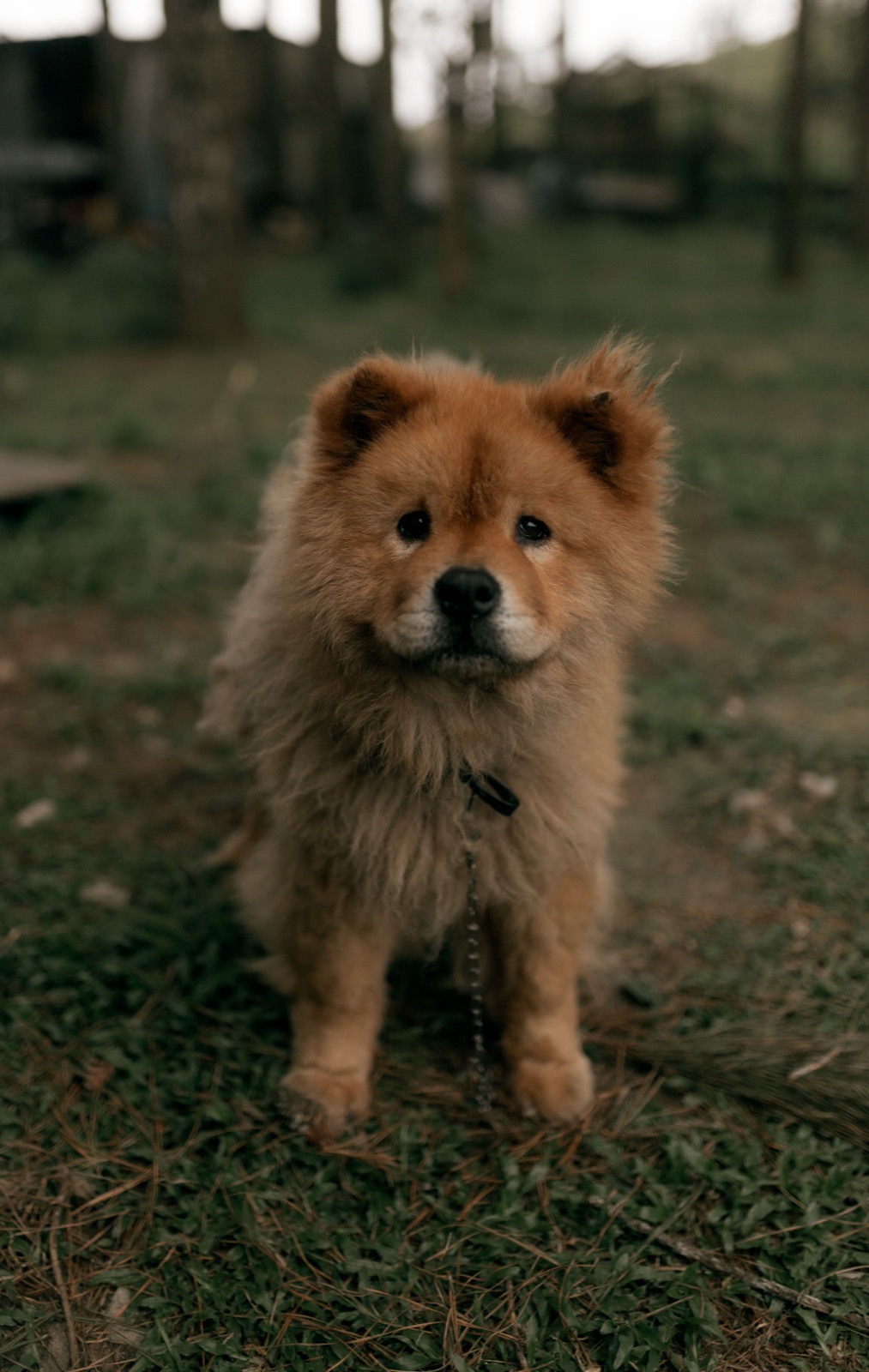 Signs Your Dog Is Overheating and How to Cool Them Down Fast