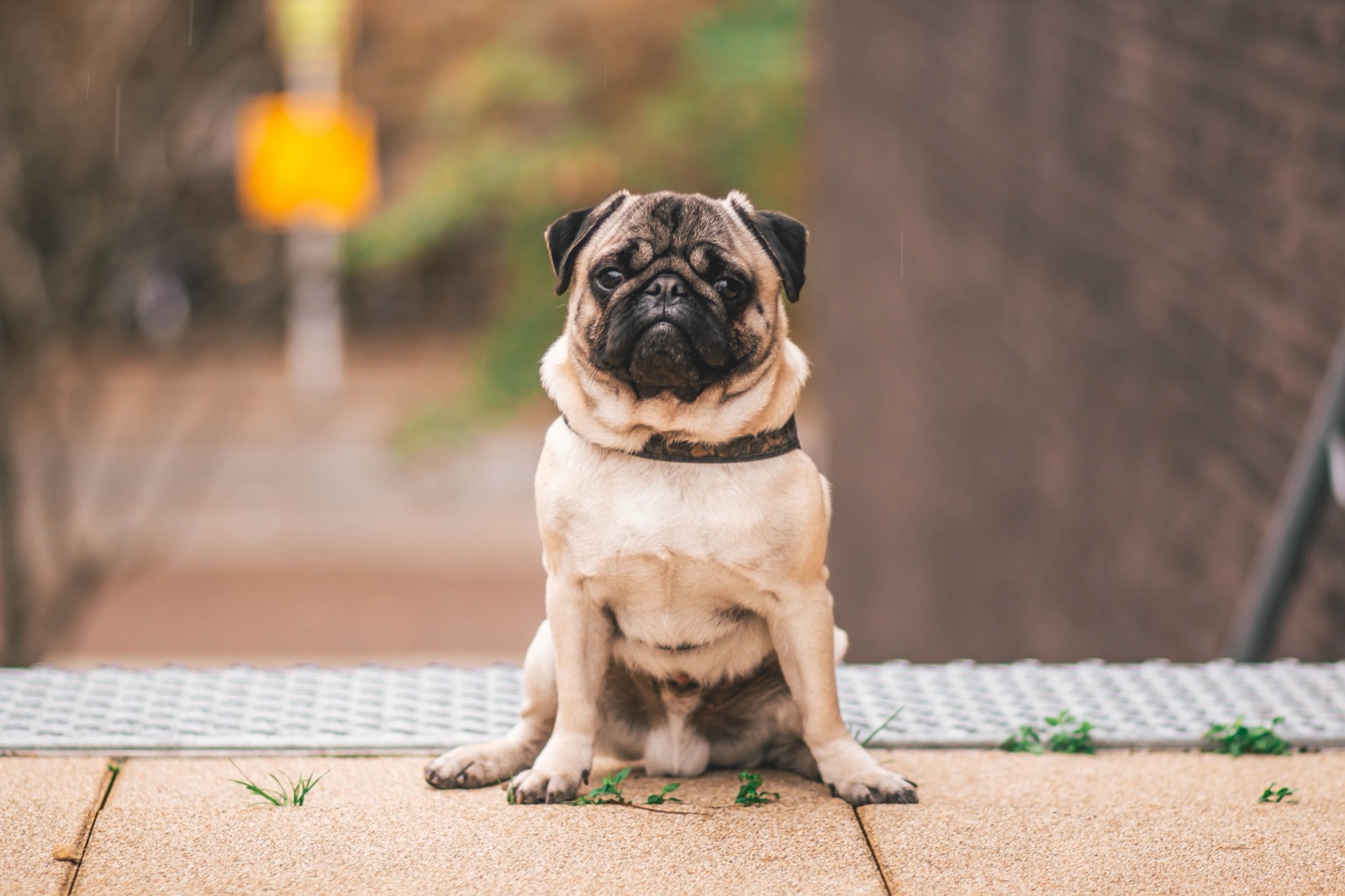 Common Puppy Training Mistakes (and How to Fix Them)