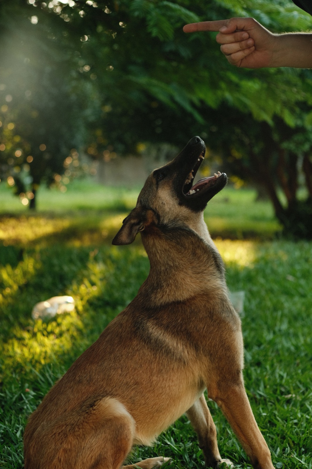 How to Calm a Reactive Dog: A Gentle Starting Plan