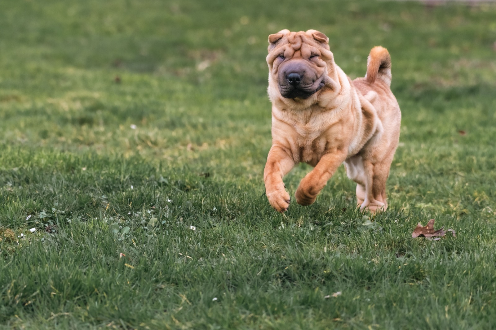 How to Stop Leash Pulling: The 3-Second Method That Worked for Bear