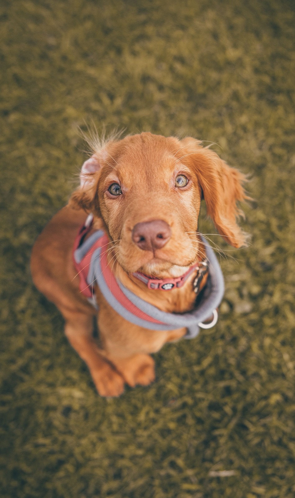 Can Dogs Eat Blueberries? Benefits, Risks, and Serving Tips